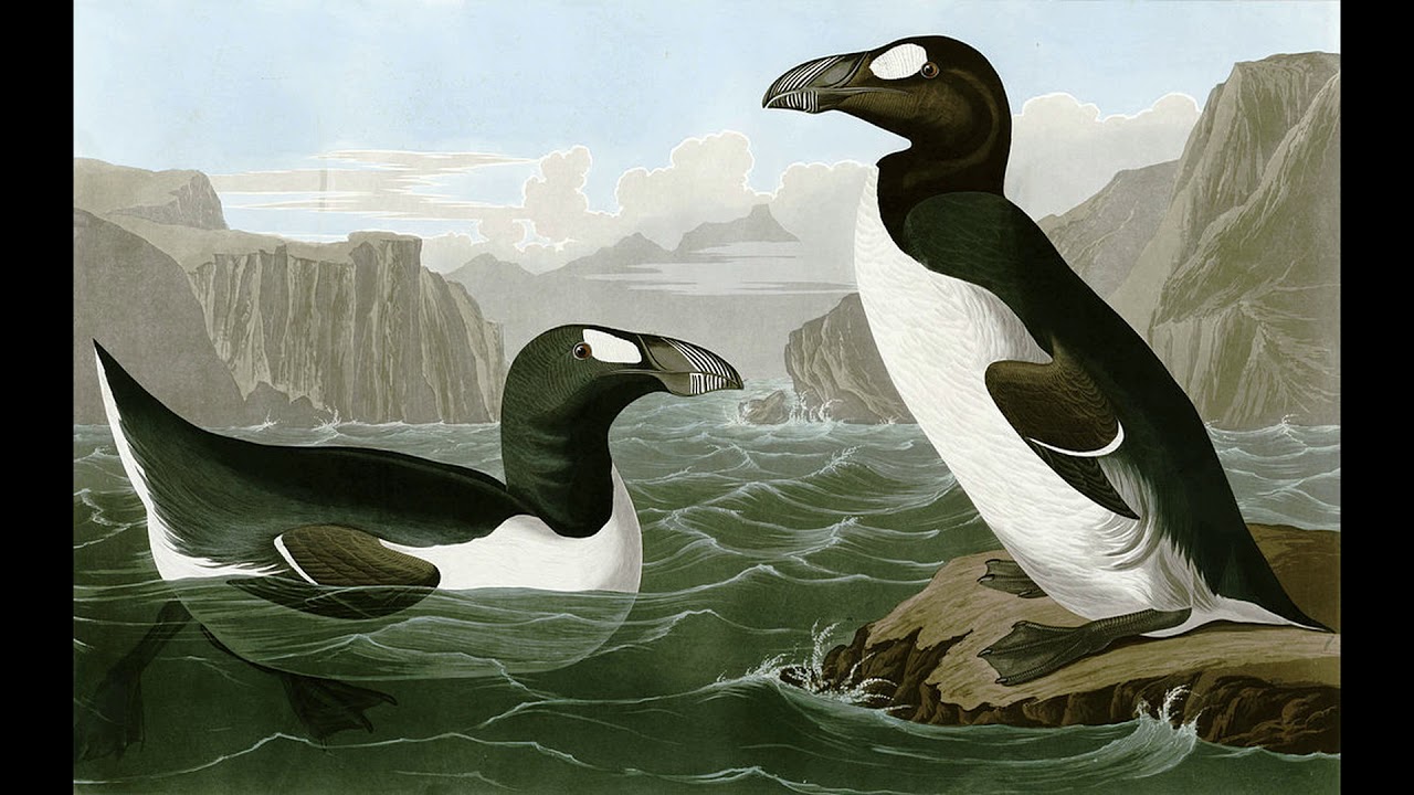 British Extinct Birds  - Great Auk