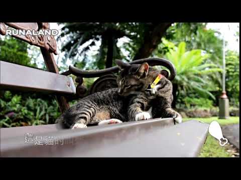 貓_聲音點點名(動物版) | RUNALAND 路納星球