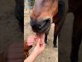 Why Do Horses Stick Their Tongue Out? 👅 #goodtoknow #vet #medicine #educational #funfacts #lifehack