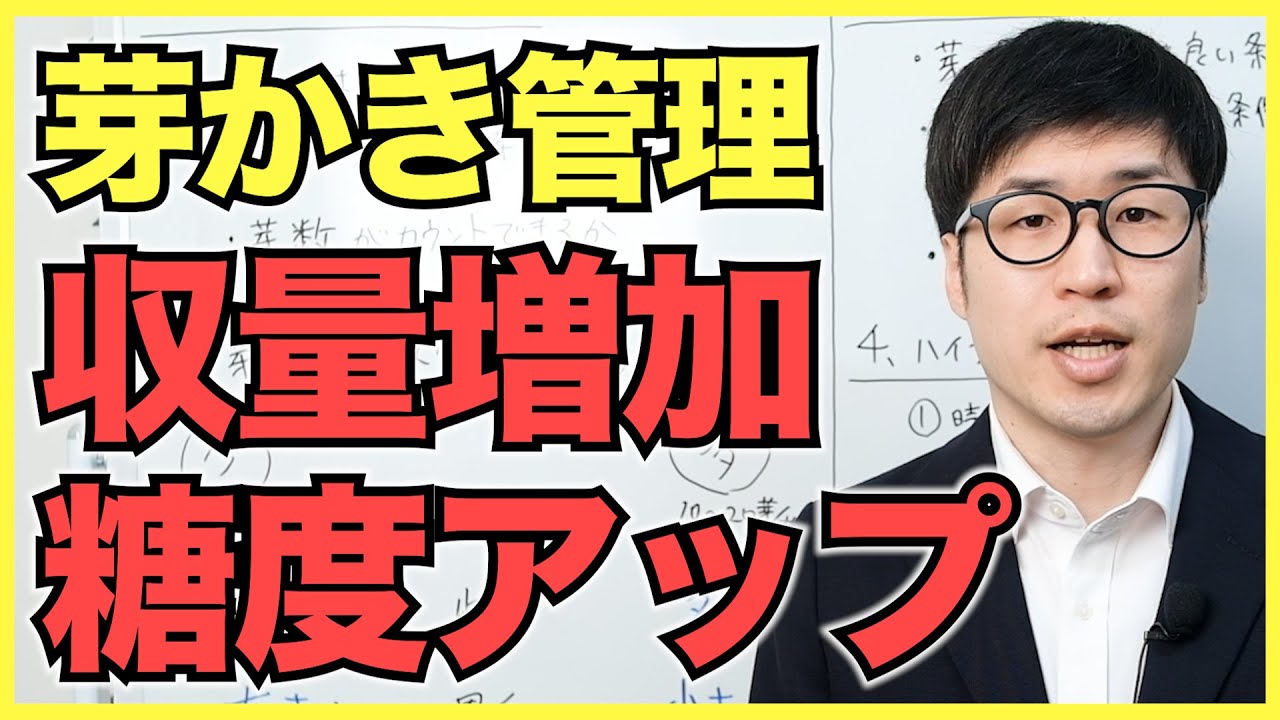 ベストな芽数は何個？いちごの芽かき・芽数管理のコツ【収量や糖度をアップ】