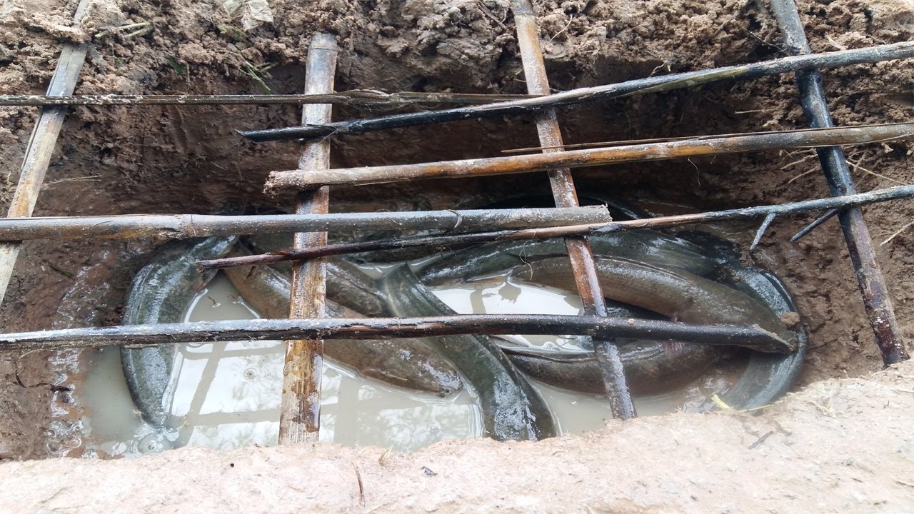 Wow.! Smart Children Make Water Pipe Deep Hole Fish Trap To Catch A Lot Of Fish in Lake Cambodia