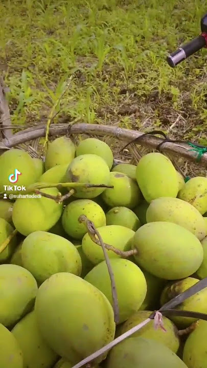 buah kuini musim di Padang rasa manis