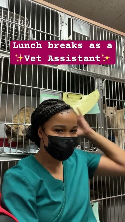 gabapentin cats before surgery