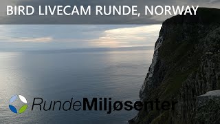 Live from the puffin nesting area (Lundeura) at Runde, Norway