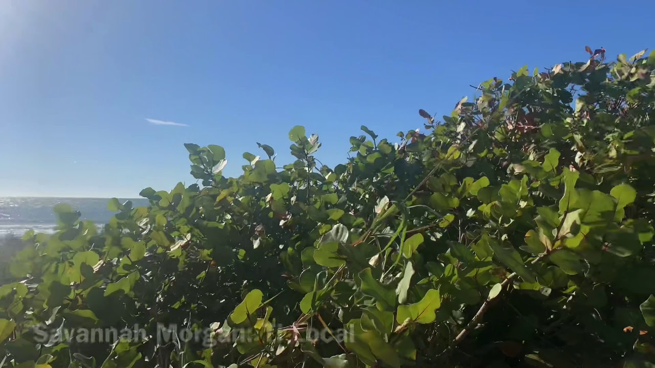 Haley Thompson Period 6 Remix Project