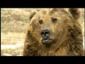 Brutus the pet grizzly bear