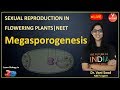 Megasporogenesis | Sexual Reproduction in Flowering Plants Class 12 Biology | NEET 2020 | VBiotonic