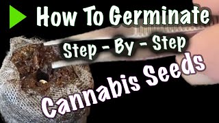 S04-E01 How to Germinate Cannabis Seeds in Peat Pellets - Step by Step