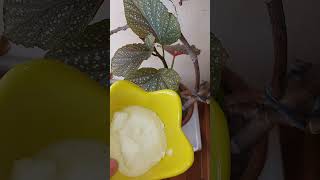 Köklerine Biraz Dökün Çilli Begonya Coşturan Bakımı