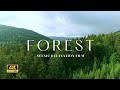 4k Forest Scenic Relaxation Film #forest #4k #nostalgia #nature #relax