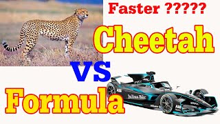 Formula E  One best Of Car | Formula E  Vs  Cheetah