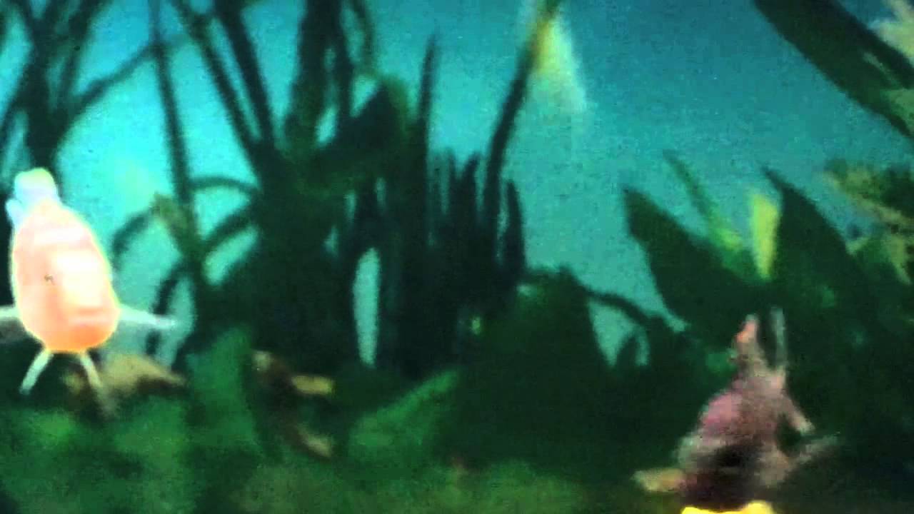 ballo bibaho Cichlid tes run