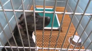 12/16/2014 Adoption Dogs