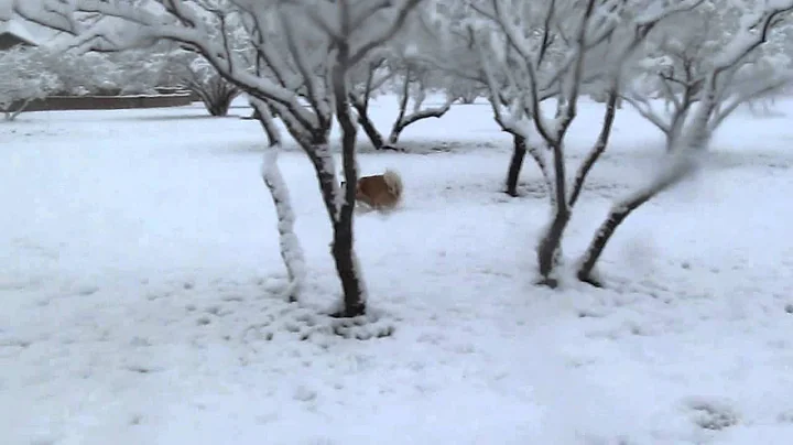 Sophie in the Snow