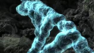 The Secrets of our new home   KEPLER 186F   Documentary