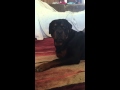 Frustrated Rottweiler talks back