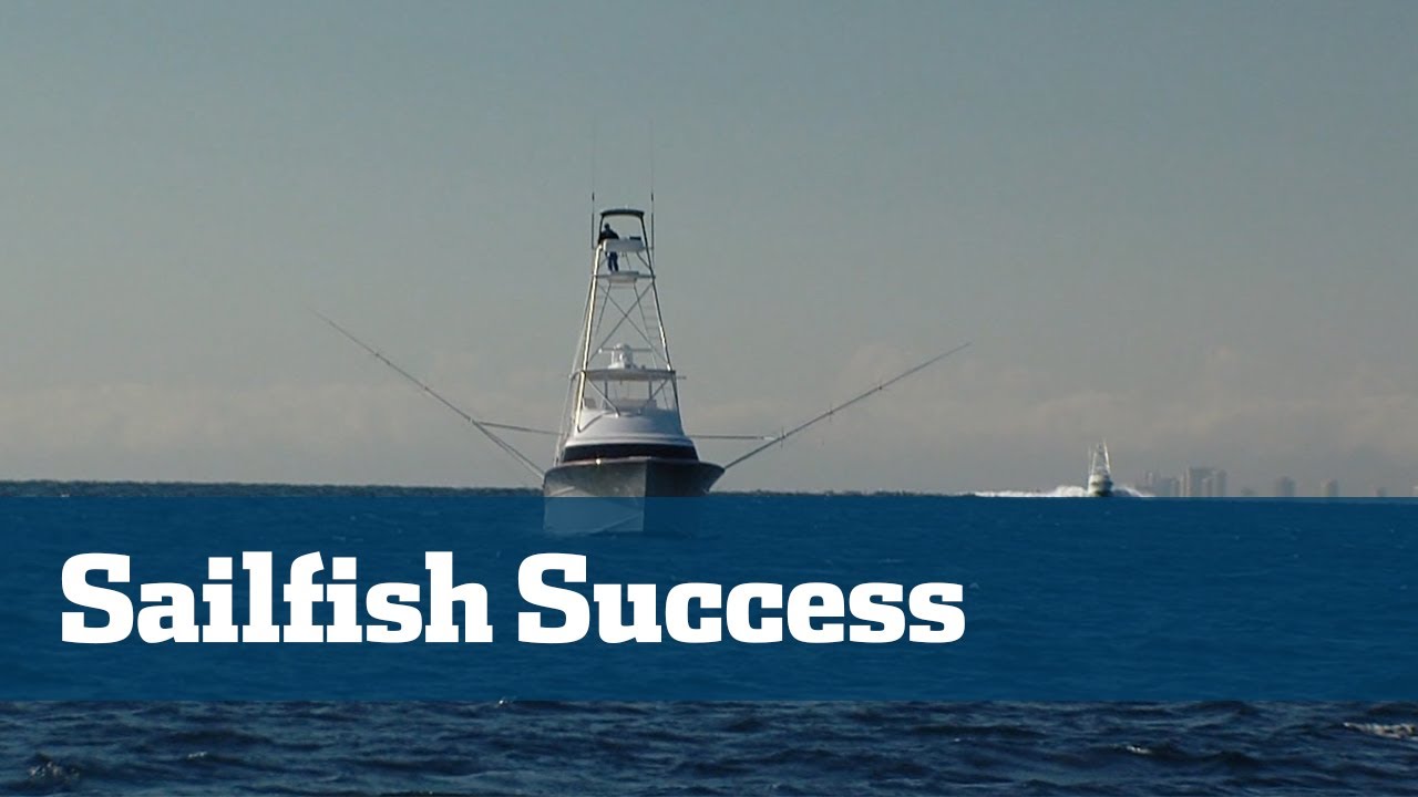 ballyhoo buffalo How To Catch Sailfish South Florida Tactics - Florida Sport Fishing TV
