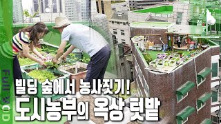 귀농 절대 하지 마라! 서울 빌딩 숲에서 농사 짓는 법 대공개~ | 자연의 철학자들 59부 나는 도시에서 농부로 산다 (KBS 20230602 방송)