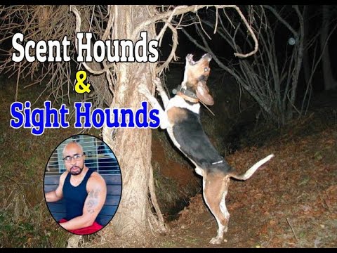 What Dog Is Considered A Scenthound Or Sighthound?