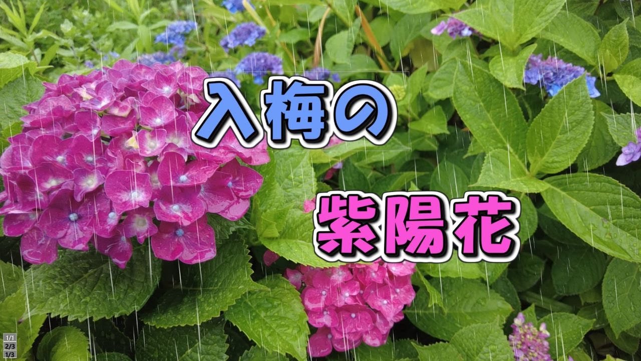 入梅の紫陽花 - YouTube