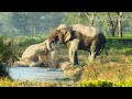 ELEPHANT HERD CHILLING