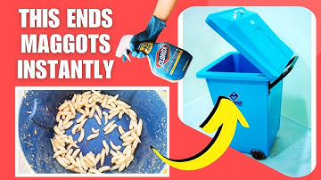 How to Get Rid of Maggots FAST 🐛  Proven Methods That Work!