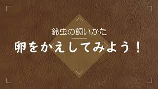 鈴虫の卵をかえしてみよう！