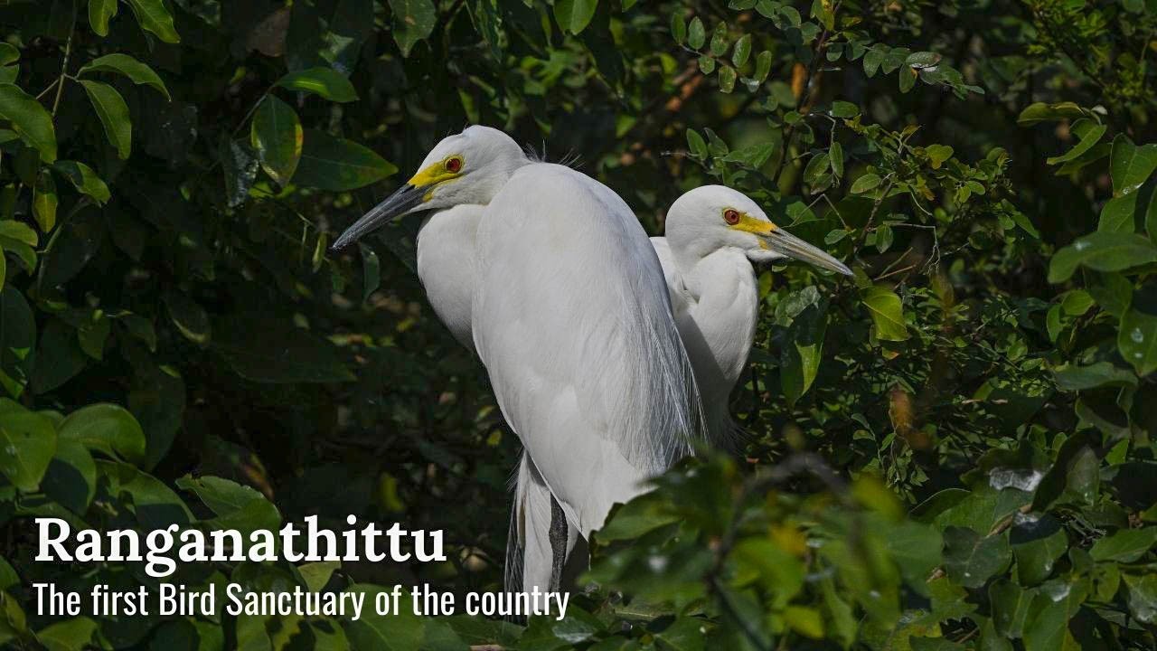 Ranganathittu - India's First Bird Sanctuary