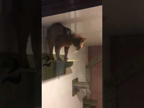 Гости Зоогостиницы для кошек Cat Town