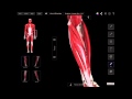 Understanding the Superficial Muscles of the Anterior Compartment