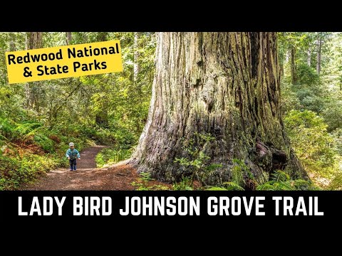 Lady Bird Johnson Grove Trail | Redwood National & State Parks | California