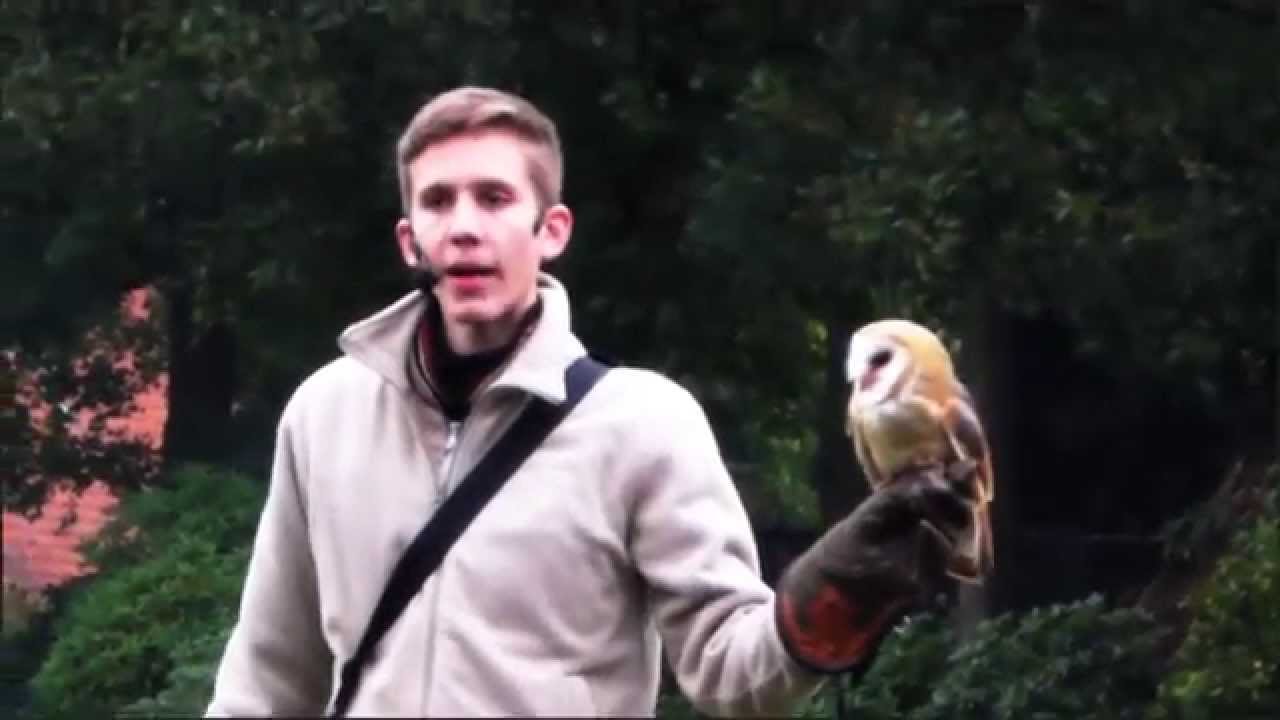 Schleiereule / Barn Owl
