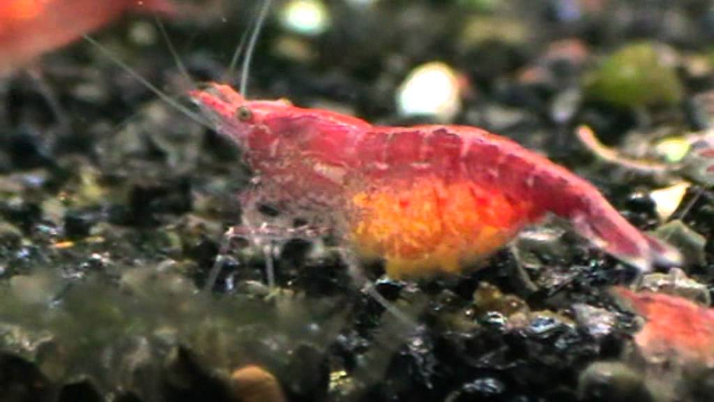 Hoeveel Poten Heeft Een Garnaal? Alles Wat Je Moet Weten!