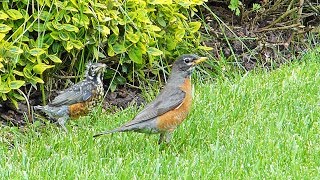 Robins Nest: Theyre Outta Here!