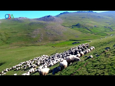 KOYUN SÜRÜSÜ VE ÇOBANLAR /OBA AJANS- Hazırlayan: Ahmet Bayrak- ORDU