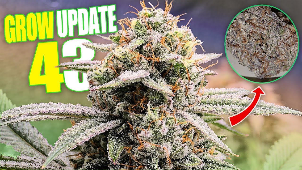 Grow Update 43 - Back With The Bud!!!