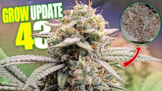 Grow Update 43 - Back With The Bud!!!