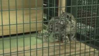 ユキヒョウ親子の鳴き声