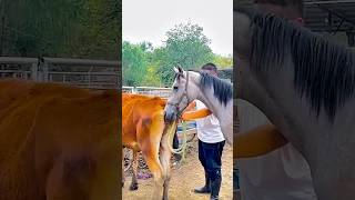 Лошадь и телёнок — удивительная дружба животных 🐴🐄❤️