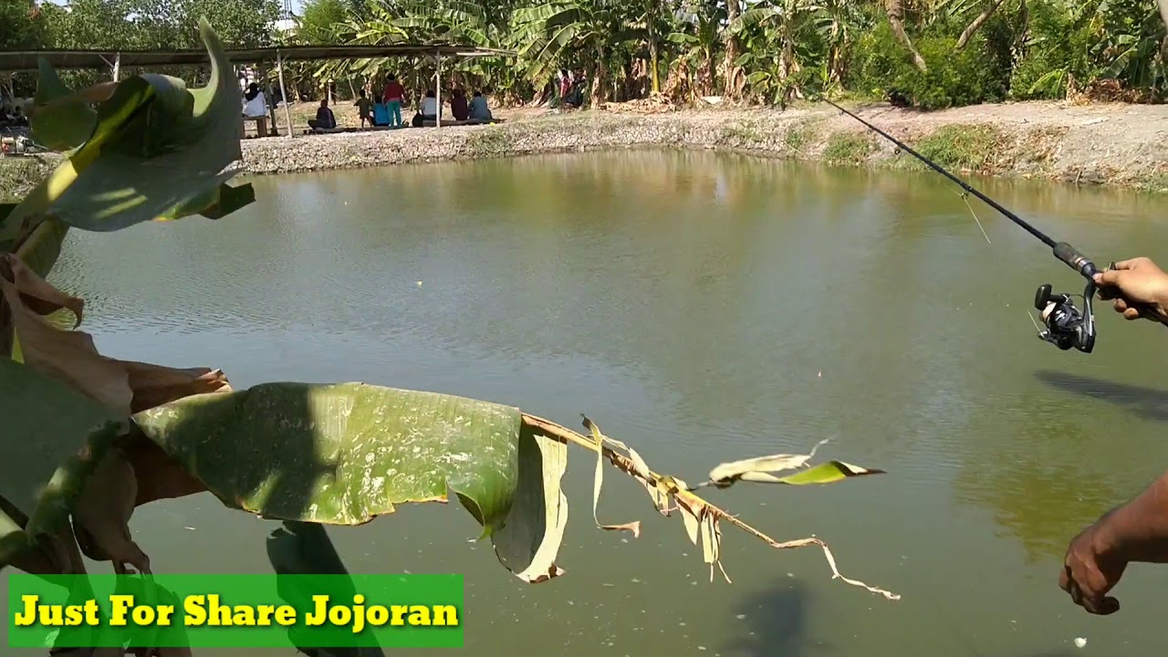 Mancing Bawal di kolam Pancing Alami Kalijudan Merr Surabaya | Mancing