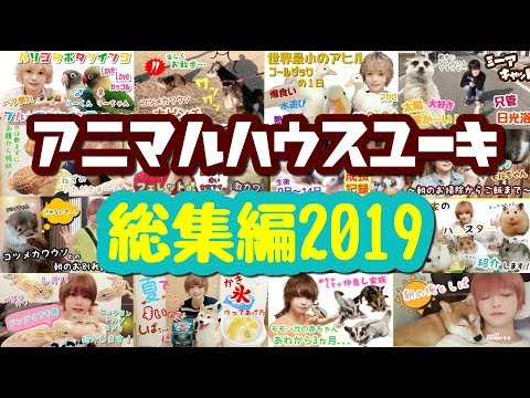 【多頭飼育】ペットチャンネル 動画ランキングTOP10 総集編2019