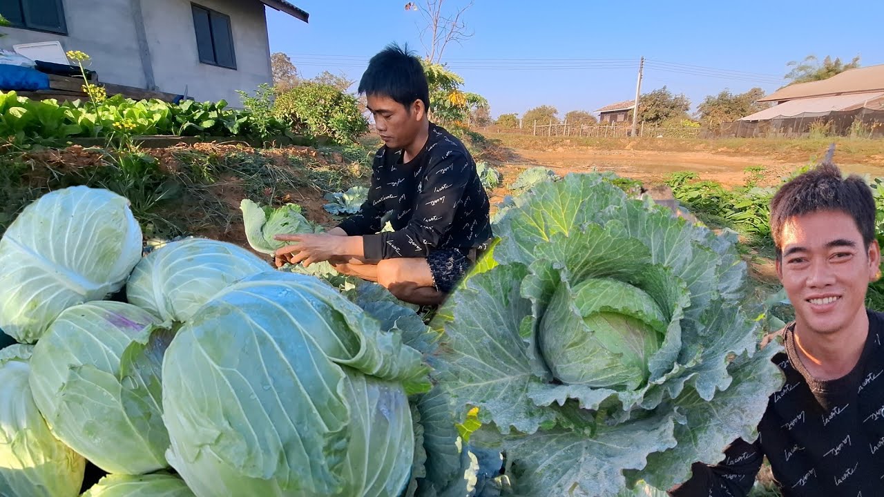 บ่าวน้ำตัดกะหล่ำปลีขายบุญบ้านเจ้อัมรา