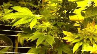 LaPlata Labs Update