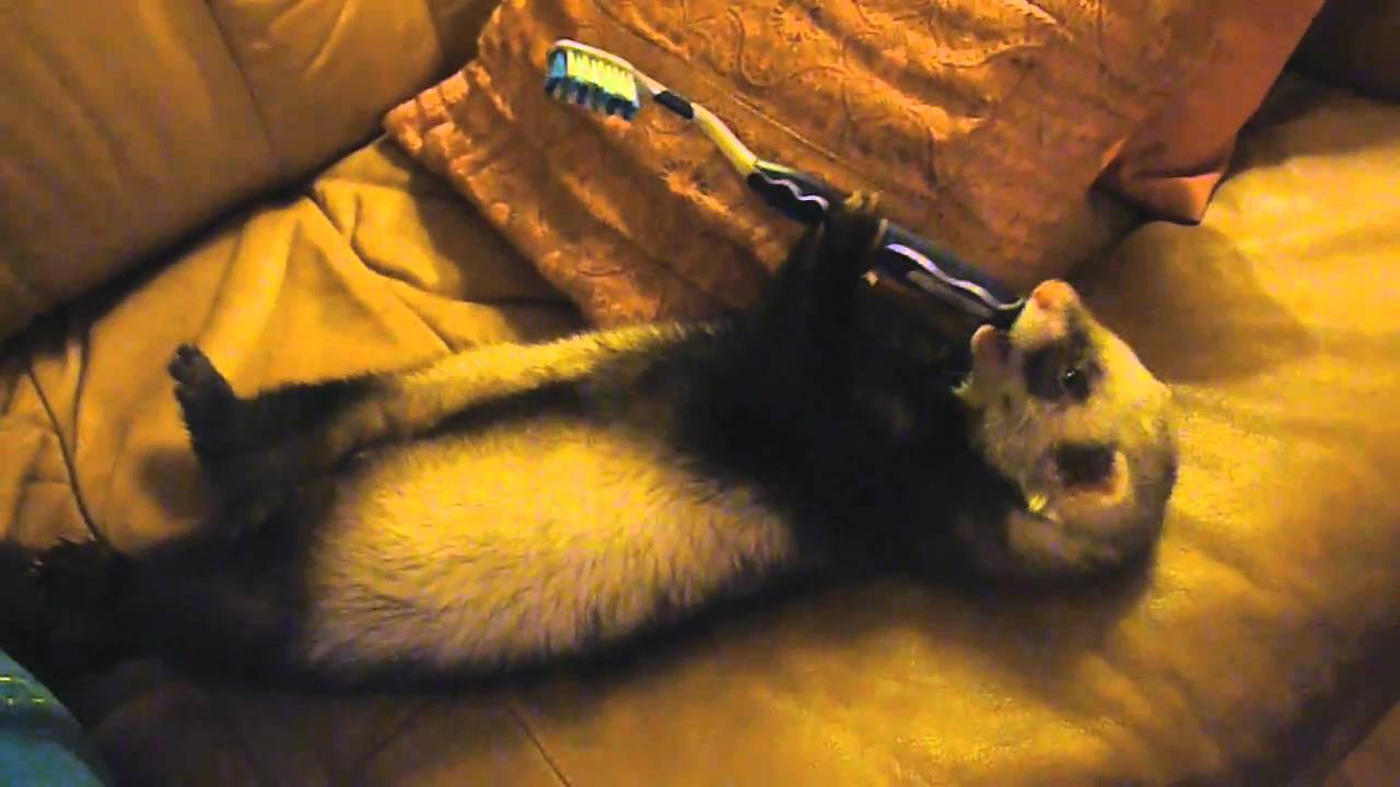 Aatu the ferret learns to brush his teeth... sort of YouTube
