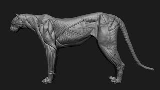 MountainLion In Zbrush Core - (Details Part 1)