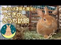 うさぎのおうち訪問　いよいよ2階も復活！　 [61]