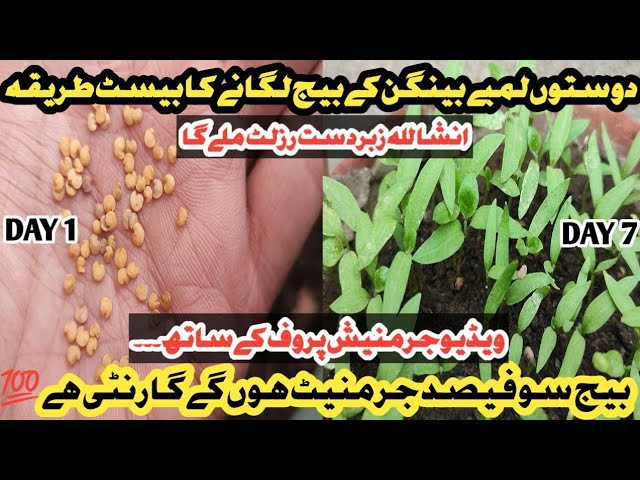 How to plant brinjal long seeds in peat moss | amazing result with seed germination proof 🍆