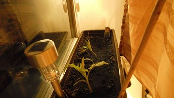 Time Lapse Video: 26 days of PinkAccordion Tomato variety (frame rate 12 fps)