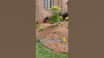 Fast growing privacy that BLOOMS 🌸 #hydrangea