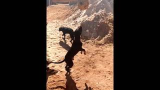 Pit Bull Terrier Gorran2